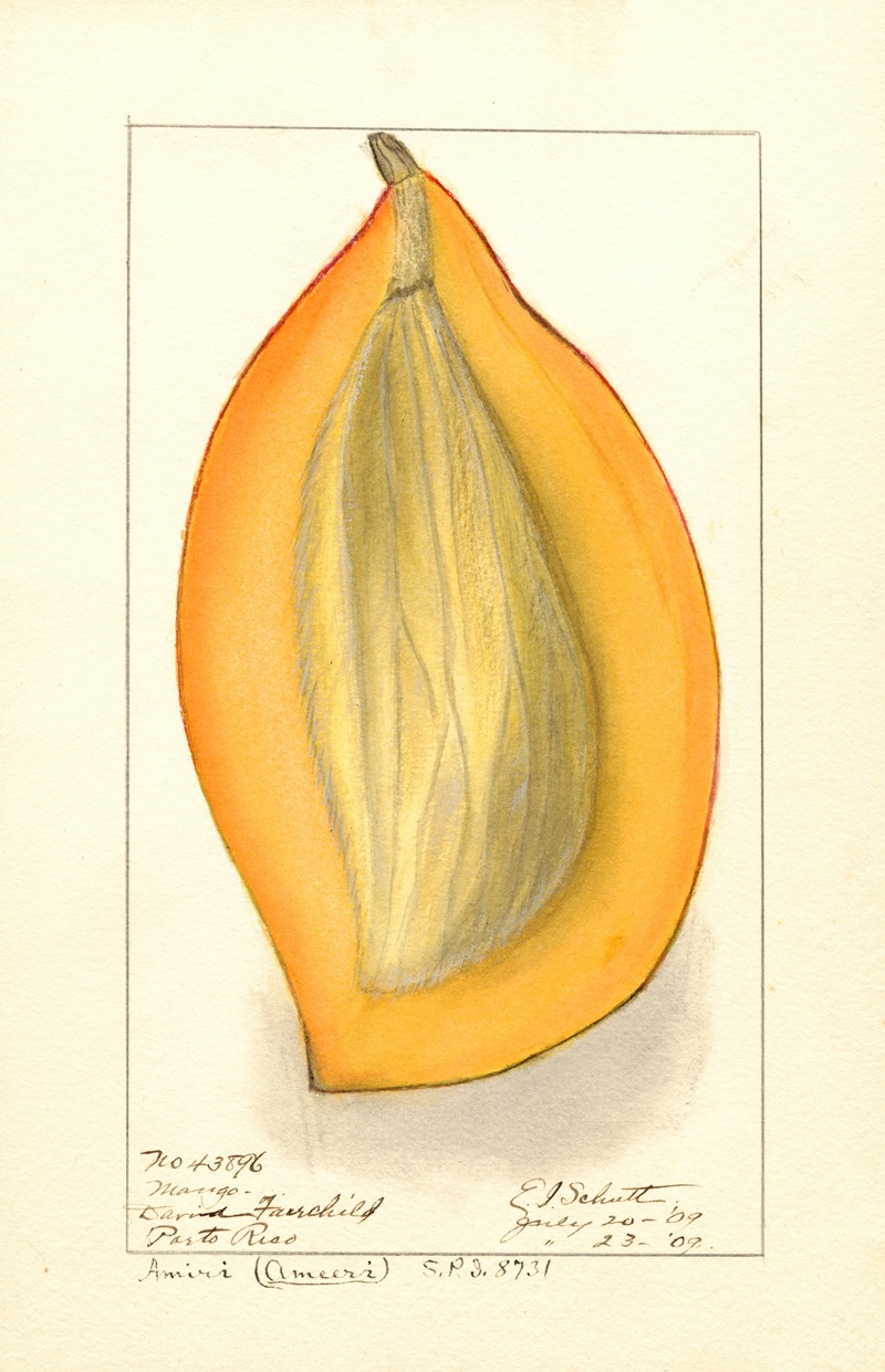 Mangifera indica: Amiri by Ellen Isham Schutt, 1909 — digital art print download