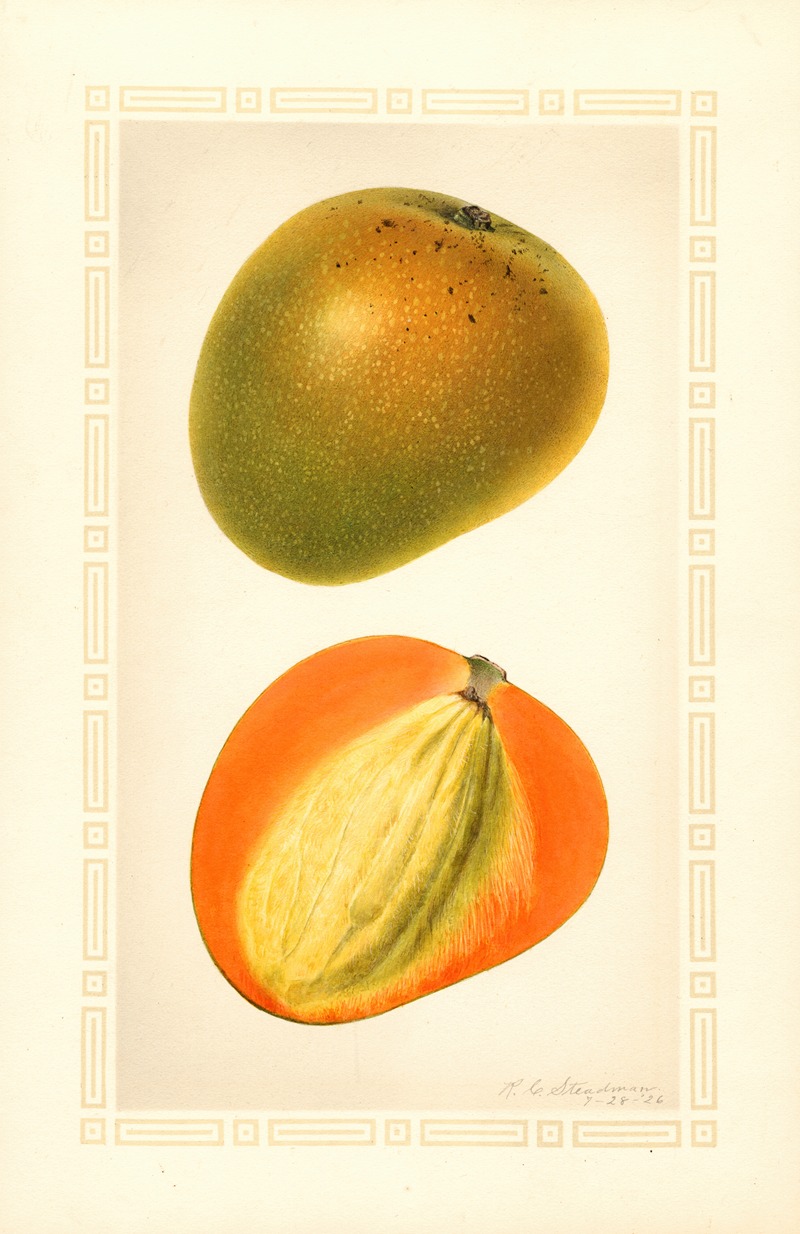 Mangifera indica: Baboony by Royal Charles Steadman, 1926 — digital art print download
