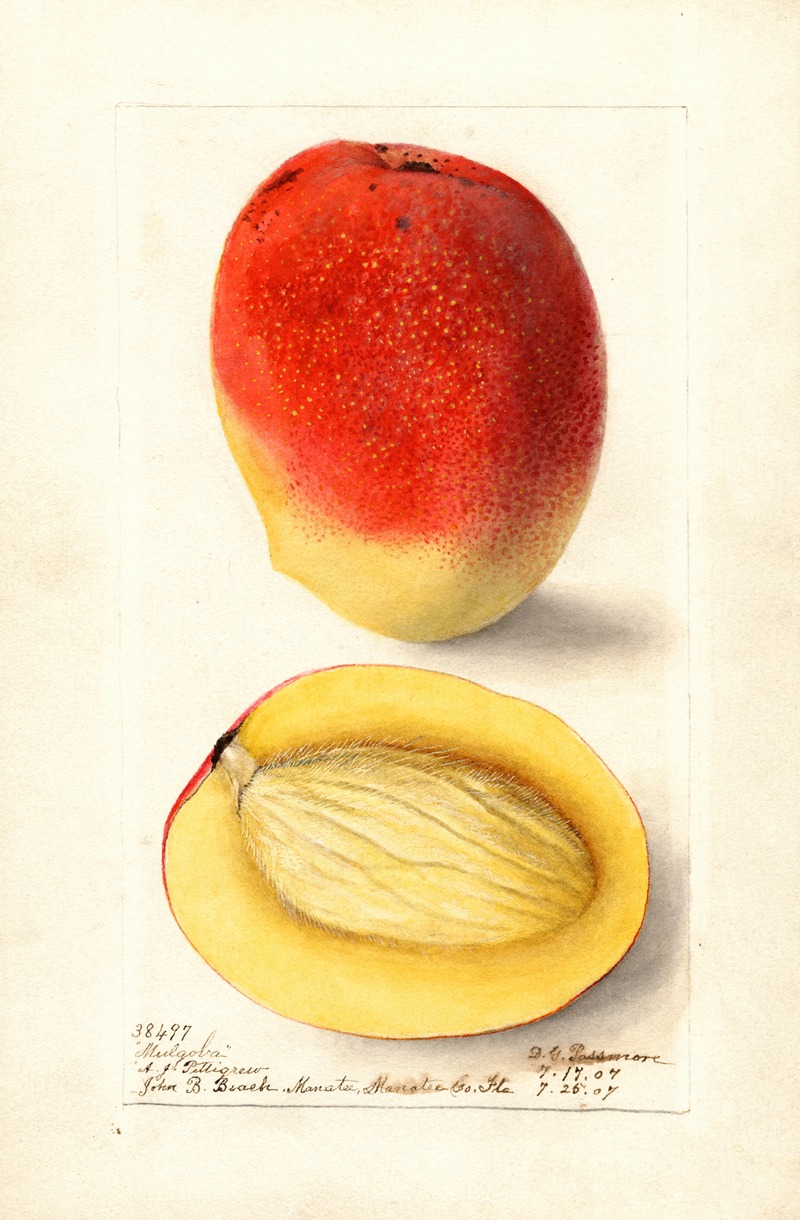 Mangifera indica: Mulgoba — Дебора Гриском Пассмор