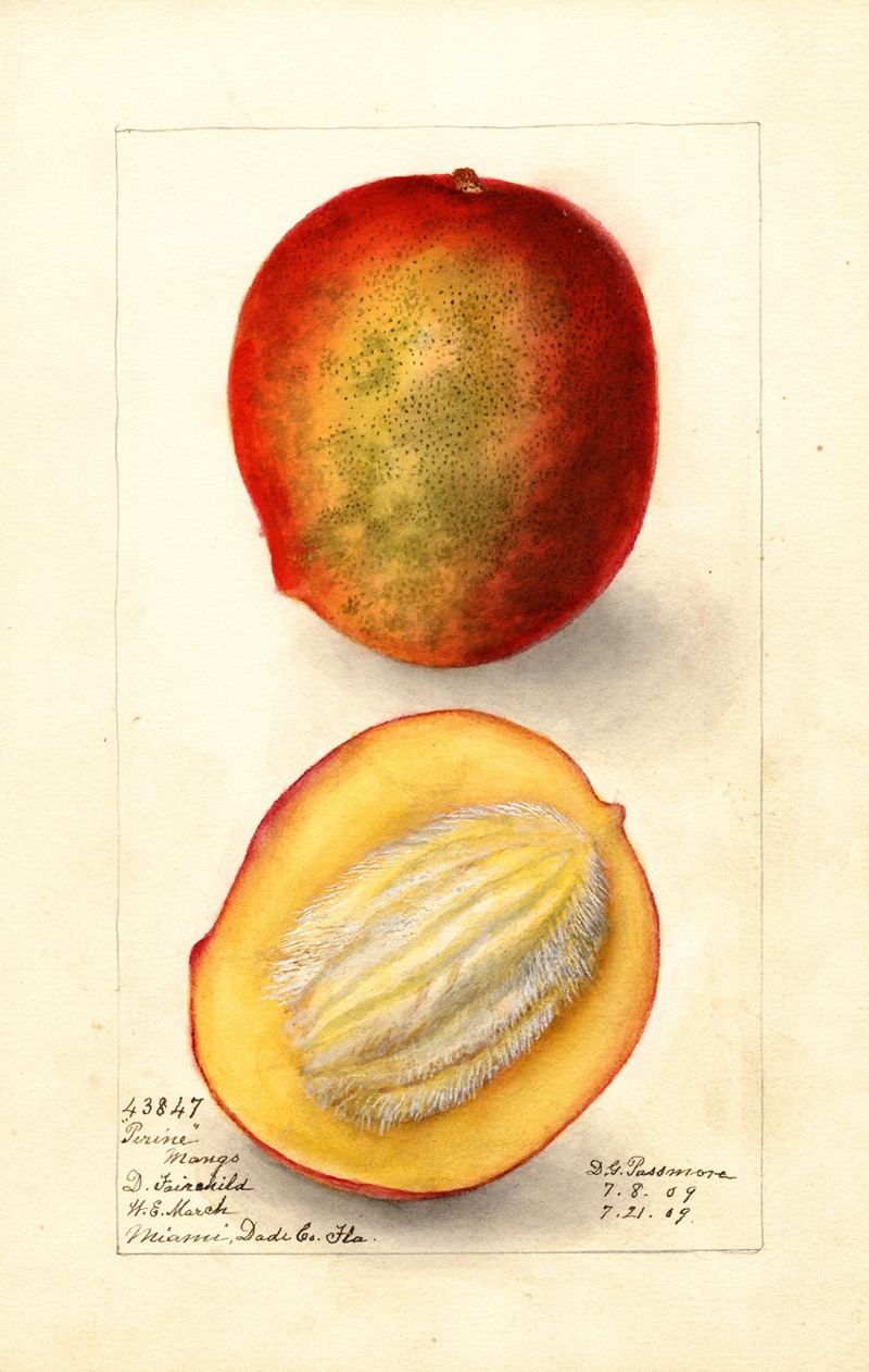 Mangifera indica: Perrine by Дебора Гриском Пассмор, 1909 — digital art print download