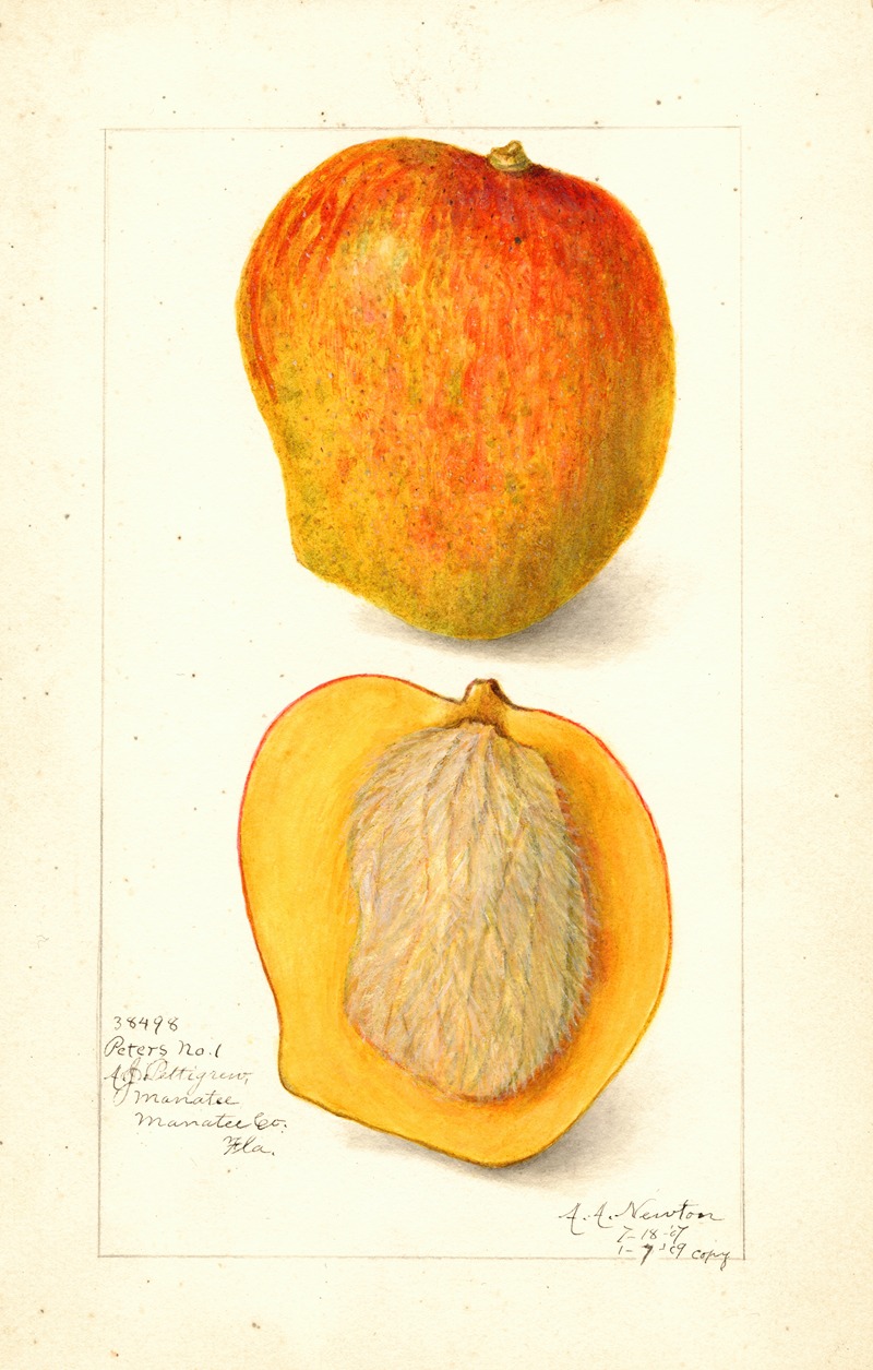 Mangifera indica: Peters No — Amanda Almira Newton