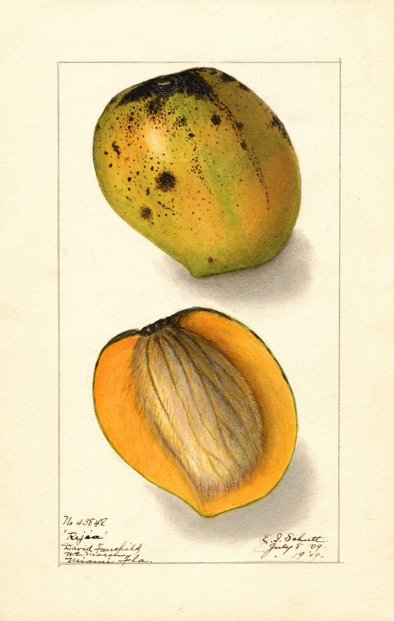 Mangifera indica: Rajia by Ellen Isham Schutt, 1909 — digital art print download