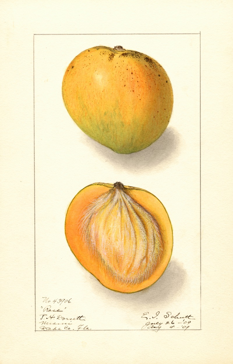 Mangifera indica: Rose by Ellen Isham Schutt, 1909 — digital art print download