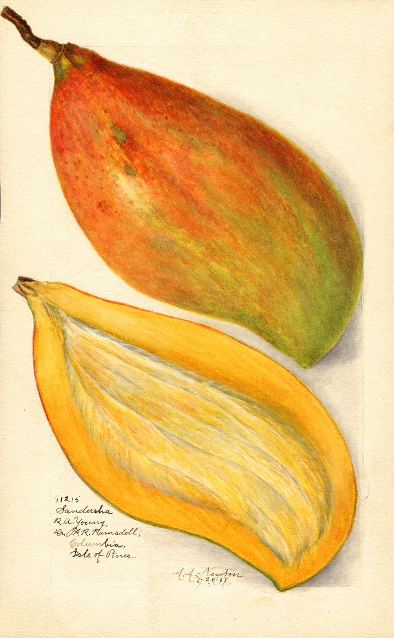Mangifera indica: Sandersha — Amanda Almira Newton