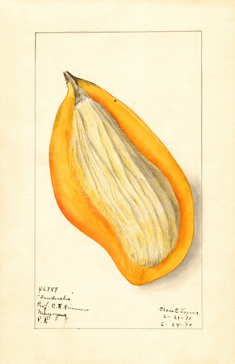 Mangifera indica: Sandersha — Elsie E. Lower