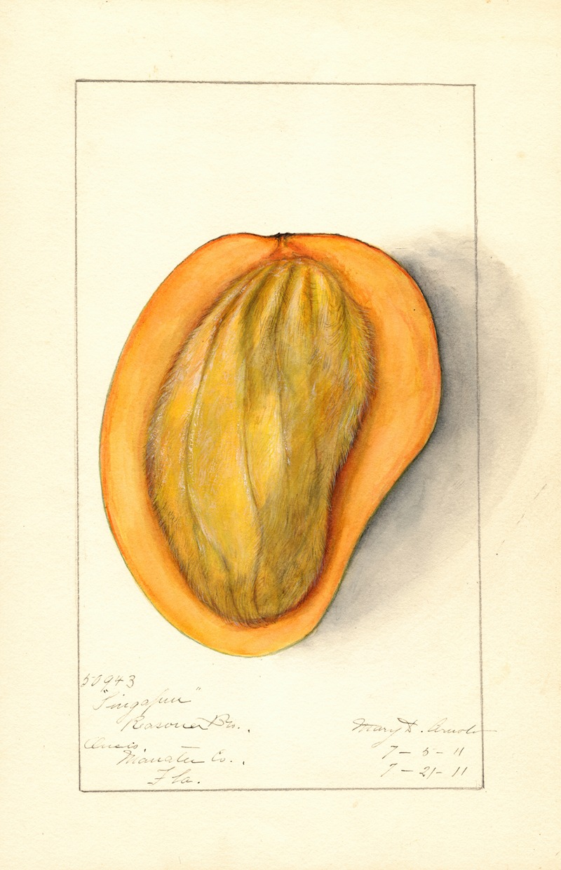 Mangifera indica: Singapur by Mary Daisy Arnold, 1911 — digital art print download