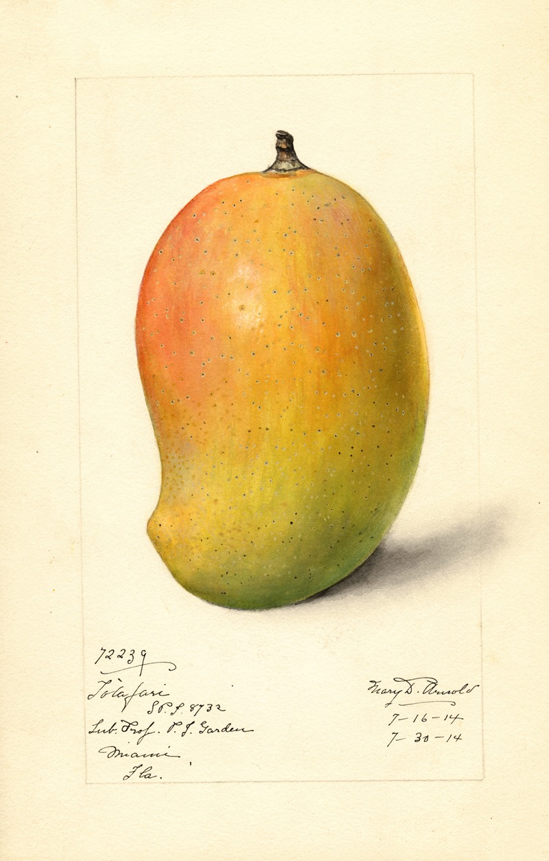 Mangifera indica: Totafari by Mary Daisy Arnold, 1914 — digital art print download