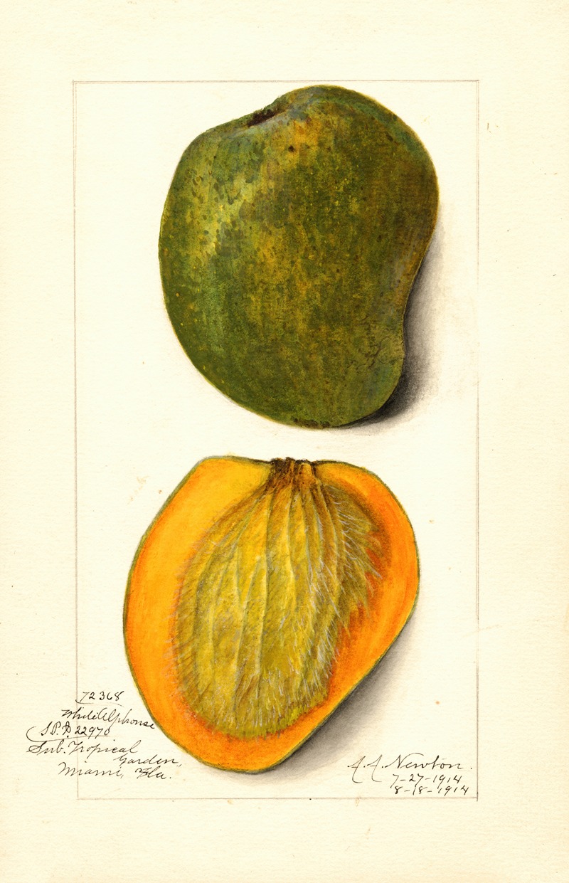 Mangifera indica: White Alphonse by Amanda Almira Newton, 1914 — digital art print download