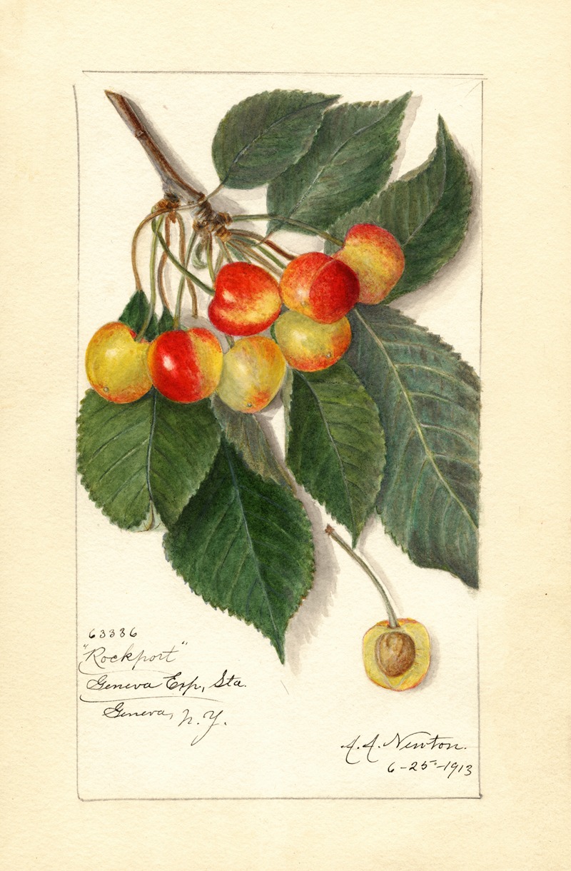 Prunus avium: Rockport by Amanda Almira Newton, 1913 — digital art print download