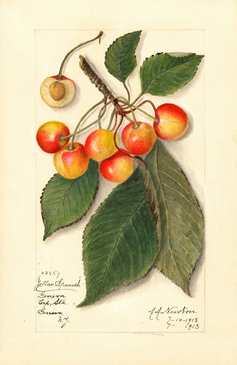 Prunus avium: Yellow Spanish by Amanda Almira Newton, 1913 — digital art print download