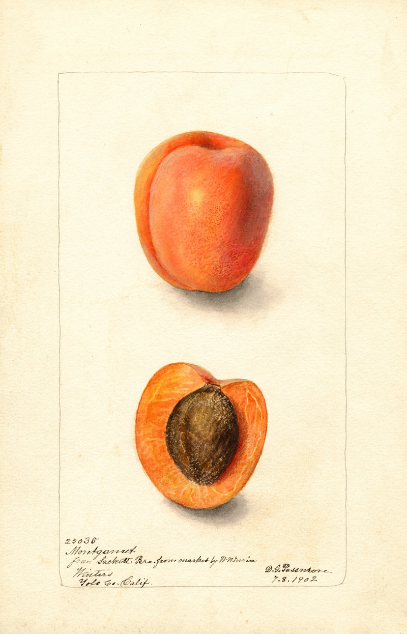 Prunus domestica: Montgamet — Дебора Гриском Пассмор