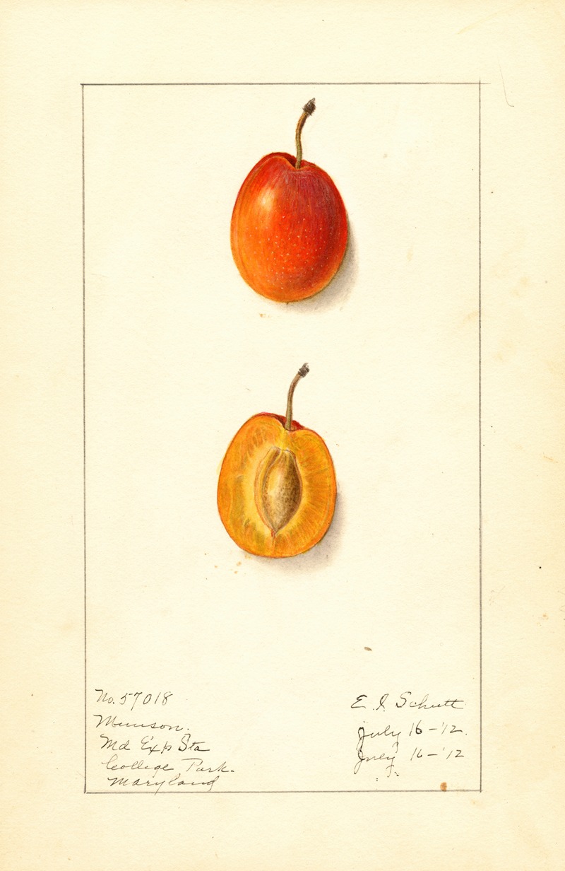 Prunus domestica: Munson by Ellen Isham Schutt, 1912 — digital art print download