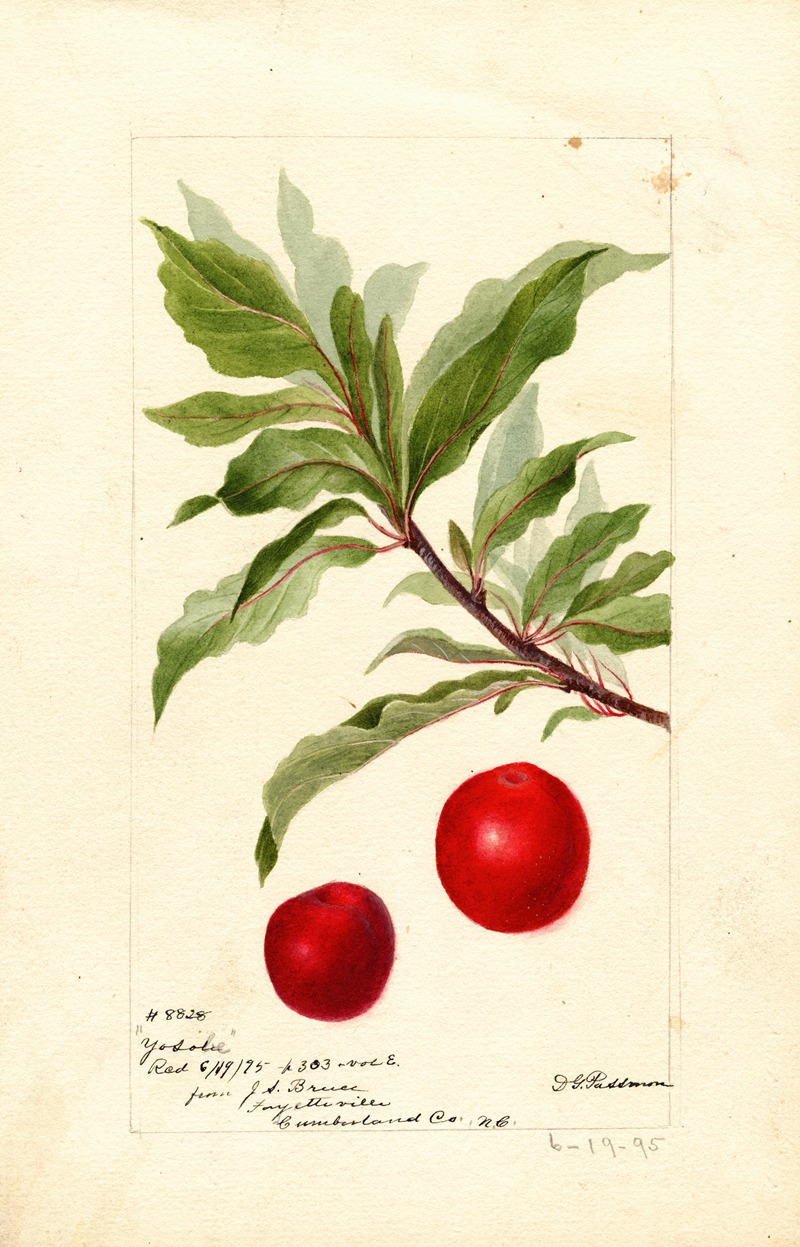 Prunus domestica: Yosobe by Дебора Гриском Пассмор, 1895 — digital art print download