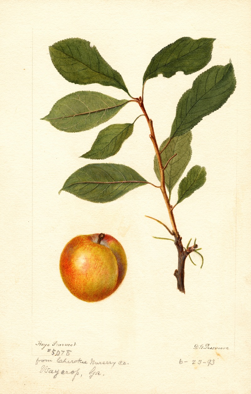 Prunus domestica by Дебора Гриском Пассмор, 1893 — digital art print download