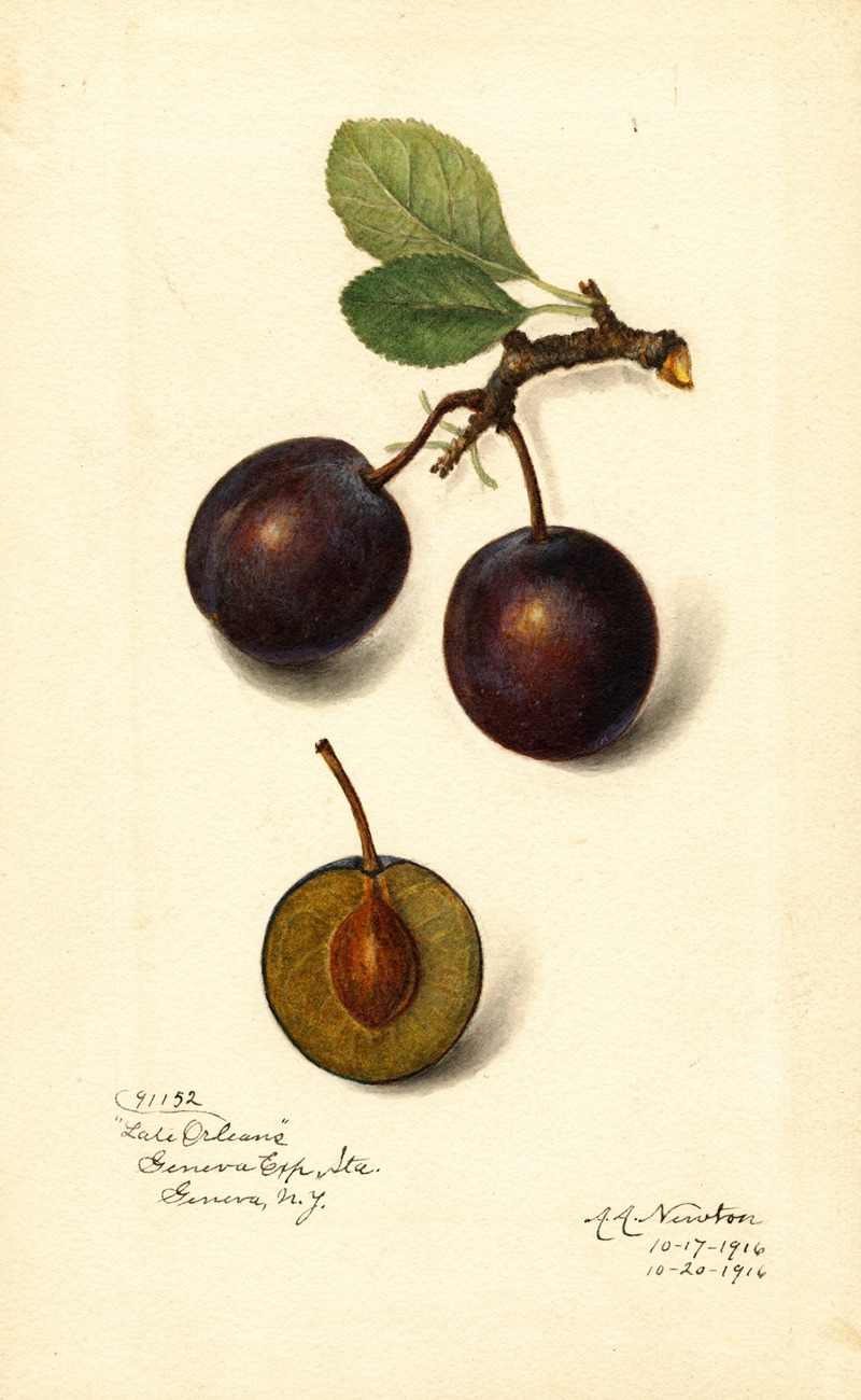 Prunus domestica: Late Orleans — Amanda Almira Newton