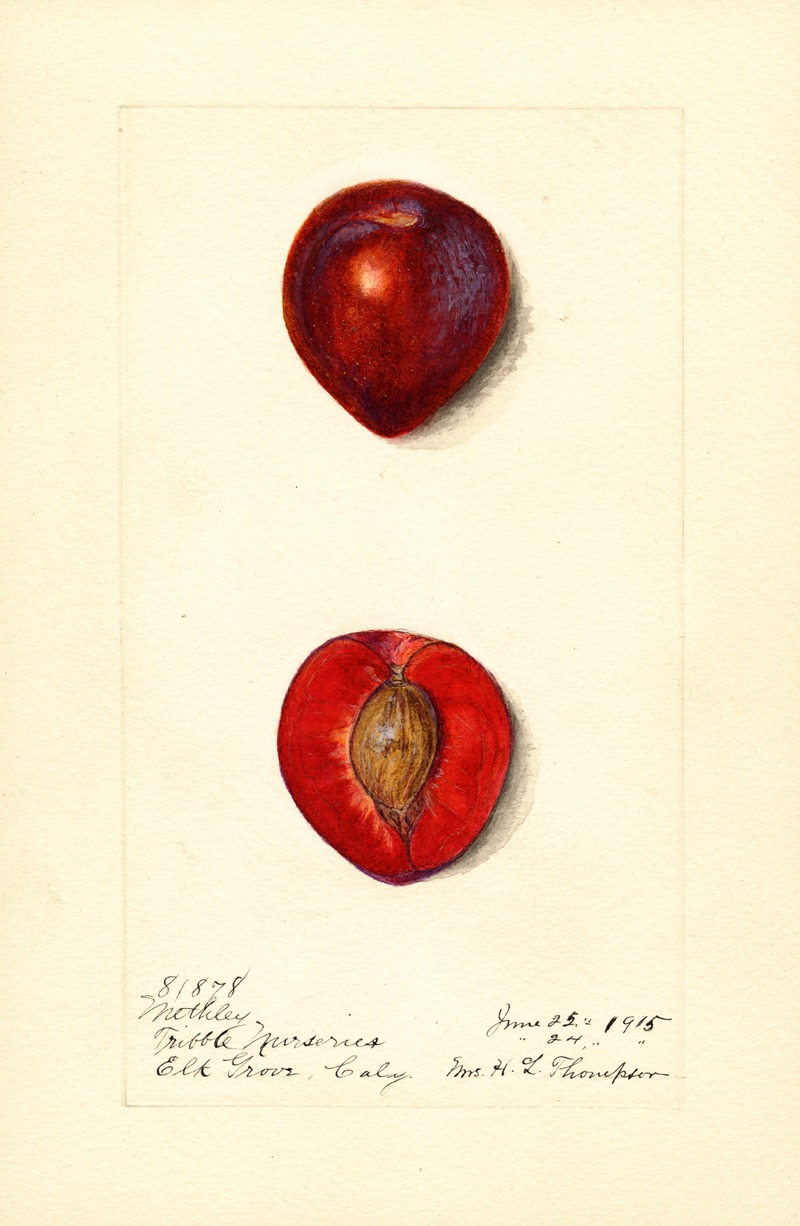 Prunus domestica: Methley by Harriet L. Thompson, 1915 — digital art print download