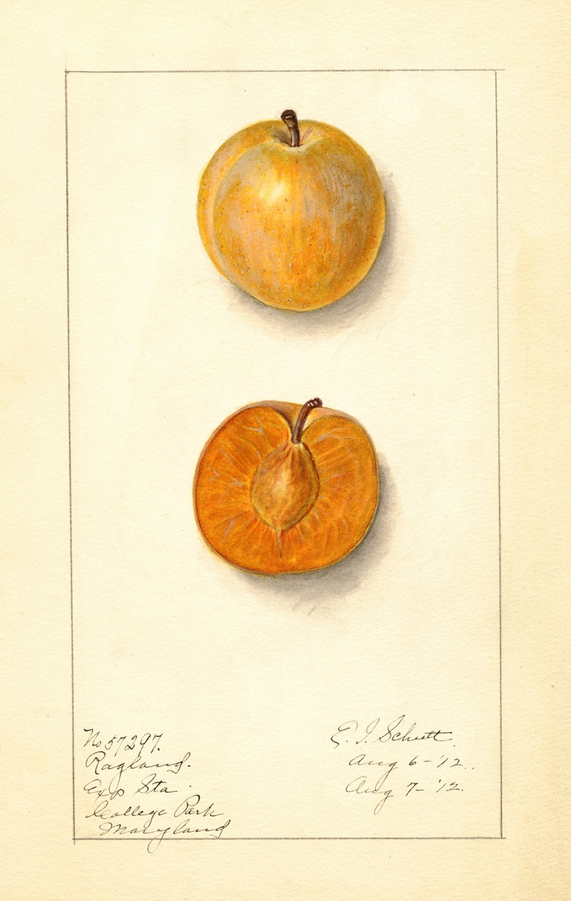 Prunus domestica: Ragland by Ellen Isham Schutt, 1912 — digital art print download