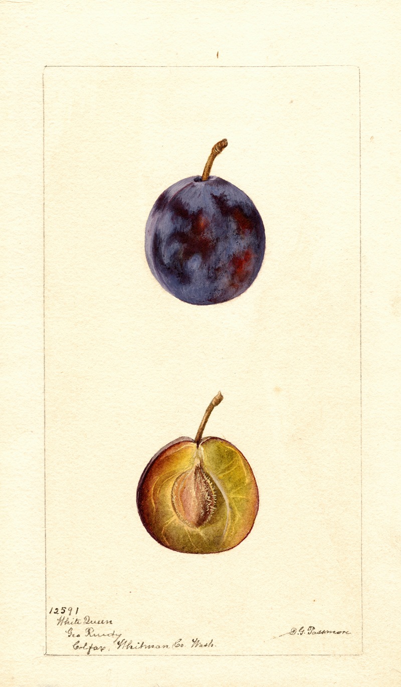 Prunus domestica: White Queen by Дебора Гриском Пассмор, 1896 — digital art print download