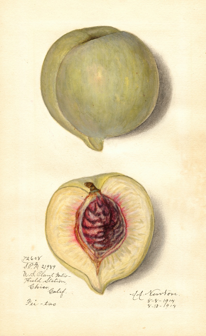 Prunus persica: Fei-Tao by Amanda Almira Newton, 1914 — digital art print download