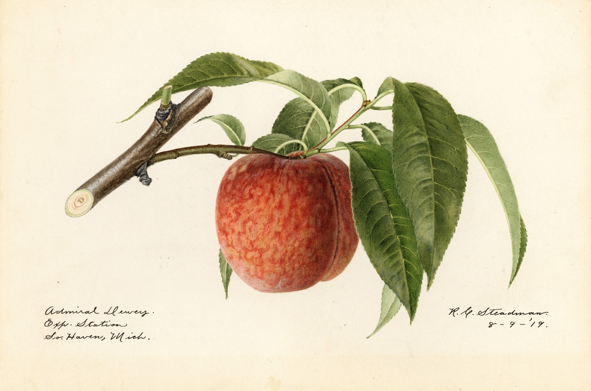Prunus persica: Admiral Dewey by Royal Charles Steadman, 1919 — digital art print download