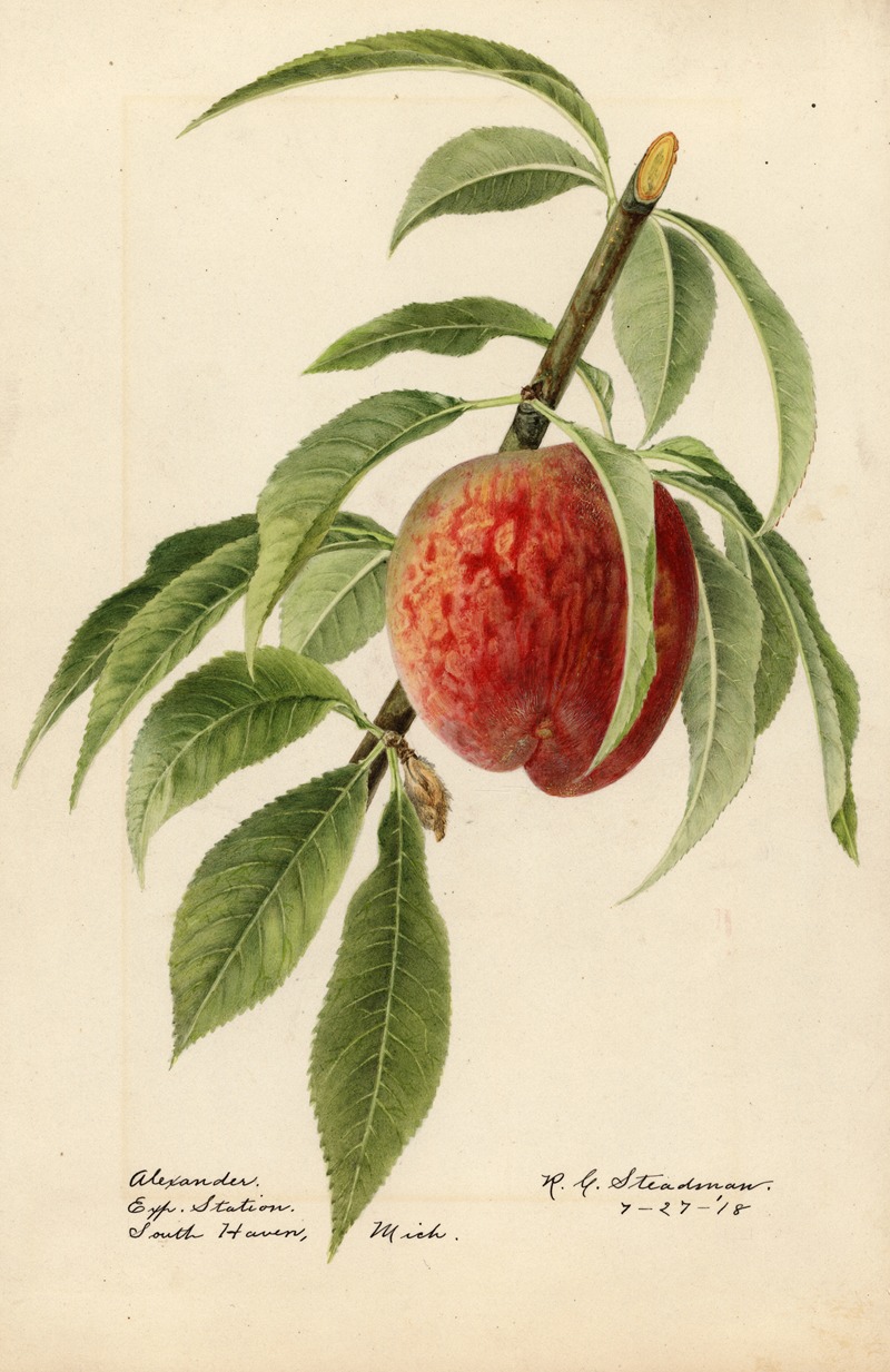 Prunus persica: Alexander by Royal Charles Steadman, 1918 — digital art print download