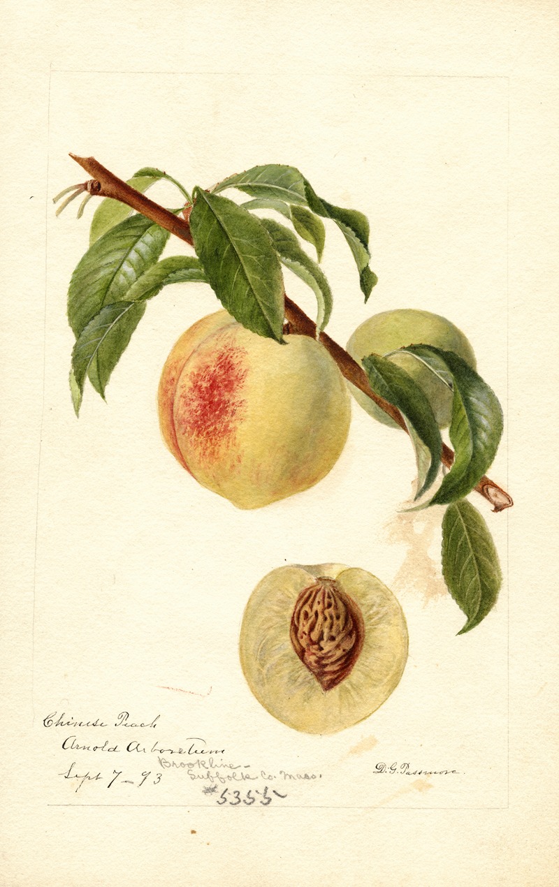 Prunus persica: Chinese by Дебора Гриском Пассмор, 1893 — digital art print download