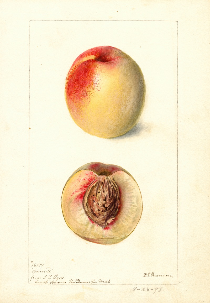 Prunus persica: Connett by Дебора Гриском Пассмор, 1898 — digital art print download