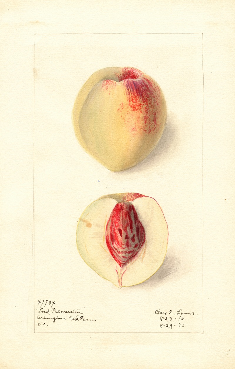 Prunus persica: Lord Palmerston — Elsie E. Lower