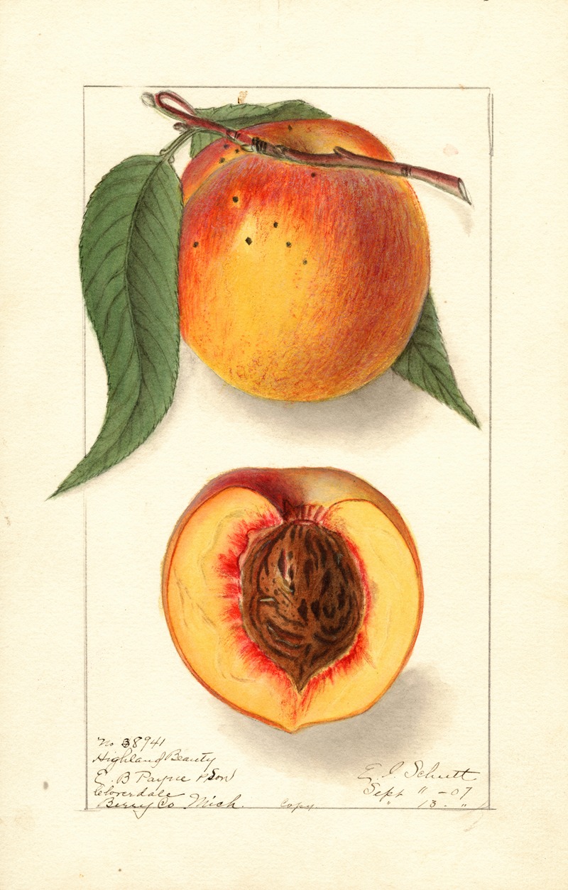 Prunus persica: Highland Beauty — Ellen Isham Schutt