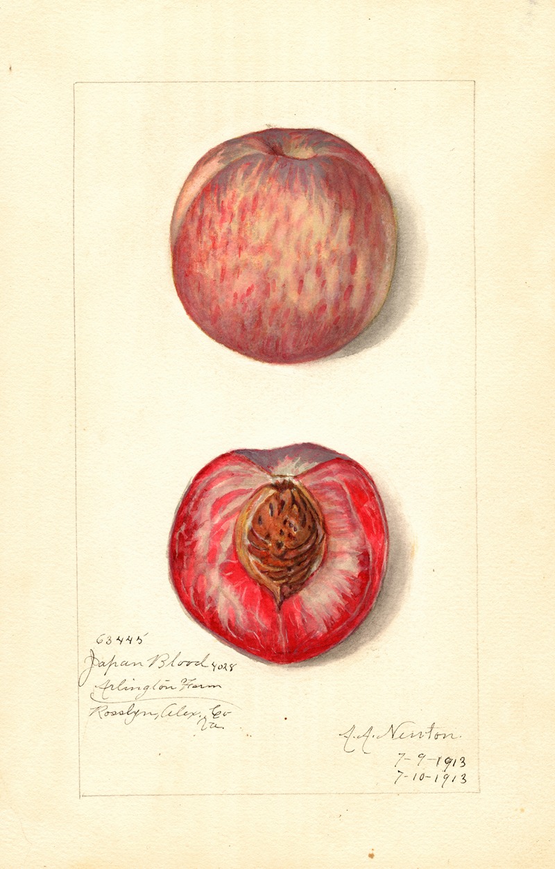 Prunus persica: Japan Blood — Amanda Almira Newton