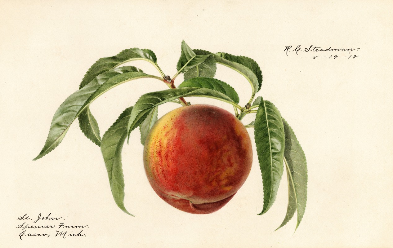 Prunus persica: St by Royal Charles Steadman, 1918 — digital art print download