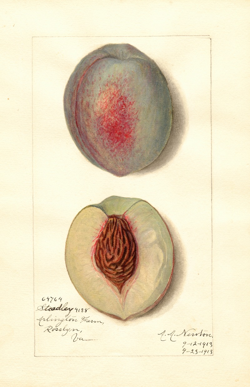 Prunus persica: Steadley by Amanda Almira Newton, 1913 — digital art print download