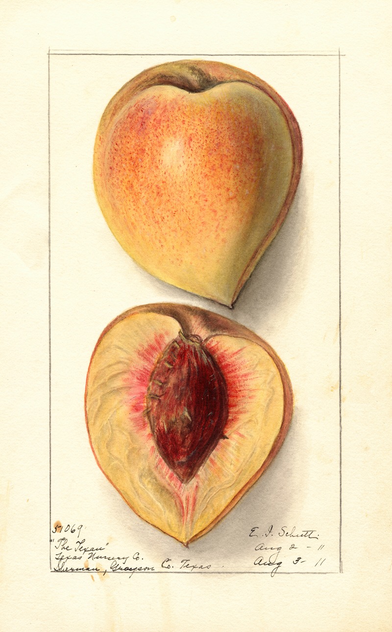 Prunus persica: Texan by Ellen Isham Schutt, 1911 — digital art print download