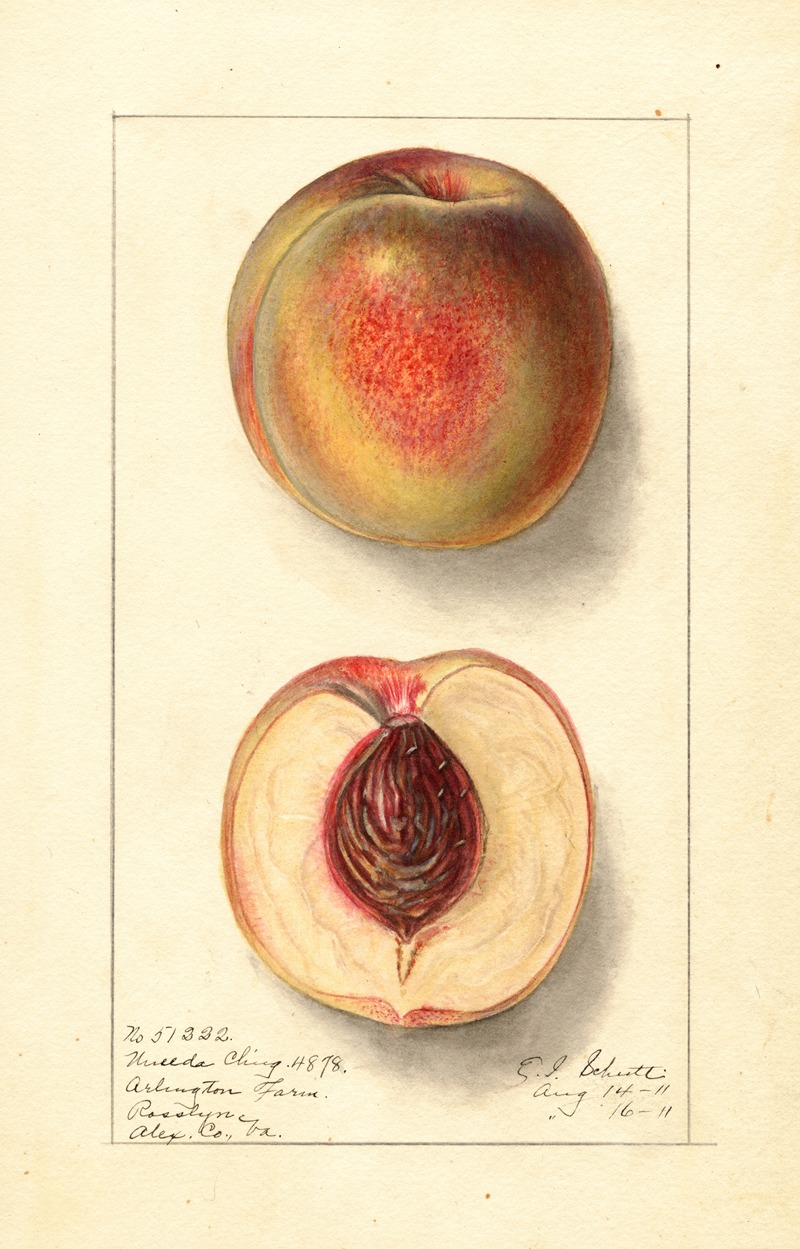 Prunus persica: Uneeda Cling by Ellen Isham Schutt, 1911 — digital art print download