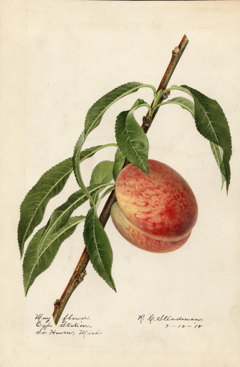 Prunus persica: Mayflower by Royal Charles Steadman, 1918 — digital art print download
