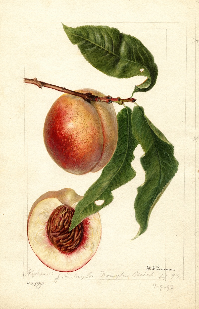 Prunus persica: Nysson by Дебора Гриском Пассмор, 1893 — digital art print download