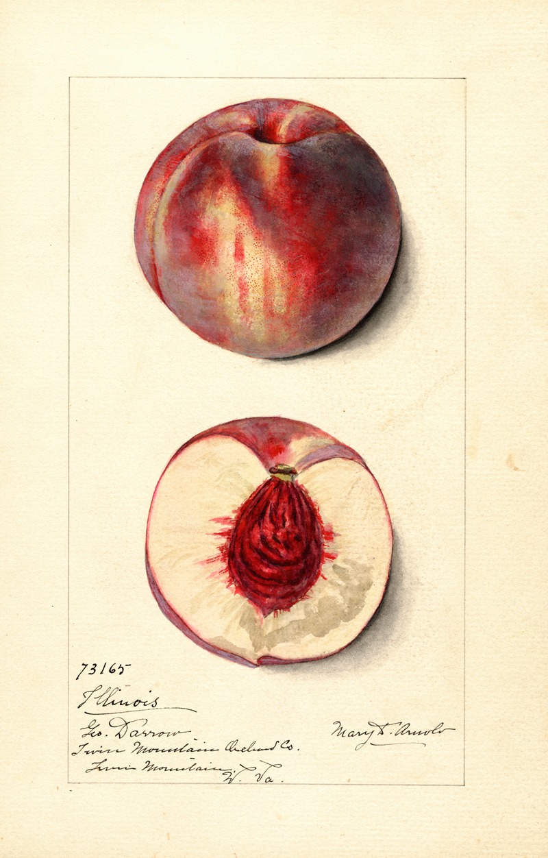 Prunus persica: Illinois by Mary Daisy Arnold — digital art print download