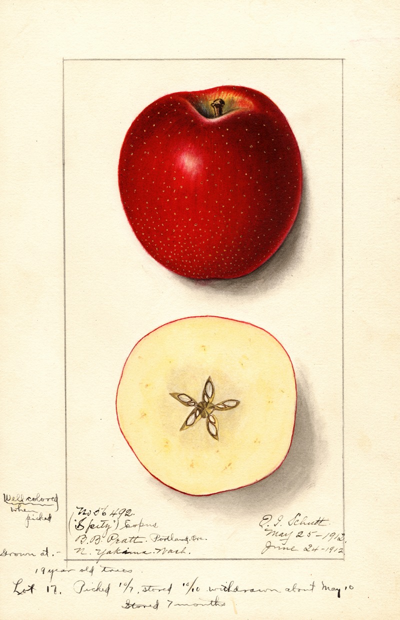 Malus domestica: Spitz Esopus by Ellen Isham Schutt, 1912 — digital art print download