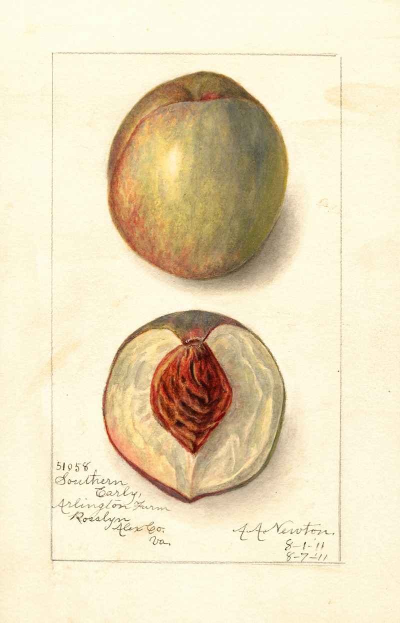 Prunus persica: Southern Early by Amanda Almira Newton, 1911 — digital art print download