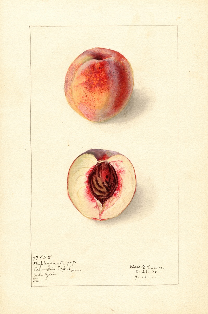 Prunus persica: Shipleys Late by Elsie E. Lower, 1910 — digital art print download