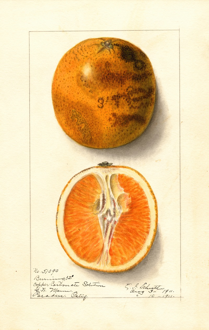 Citrus sinensis: Valencia by Ellen Isham Schutt, 1911 — digital art print download