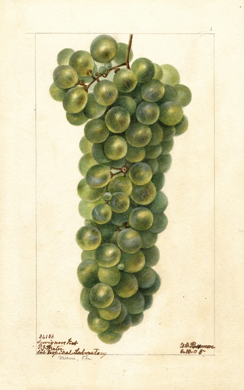 Vitis: Sawignon Vert by Deborah Griscom Passmore, 1905 — digital art print download