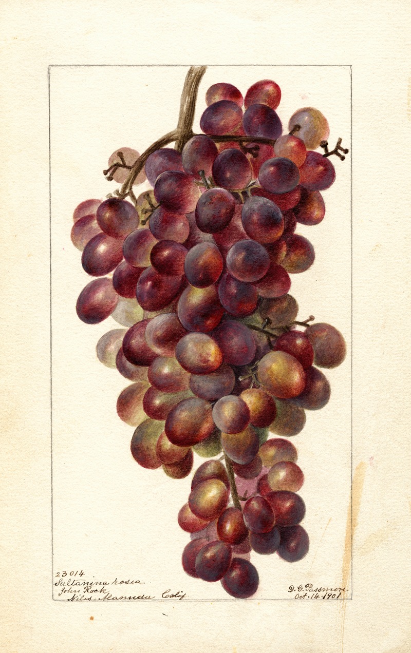 Vitis: Sultanina Rosea by Дебора Гриском Пассмор, 1901 — digital art print download