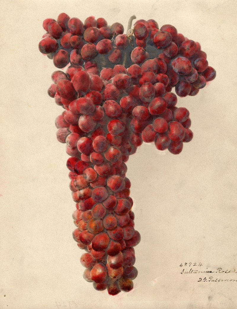 Vitis: Sultanina Rosea by Дебора Гриском Пассмор — digital art print download