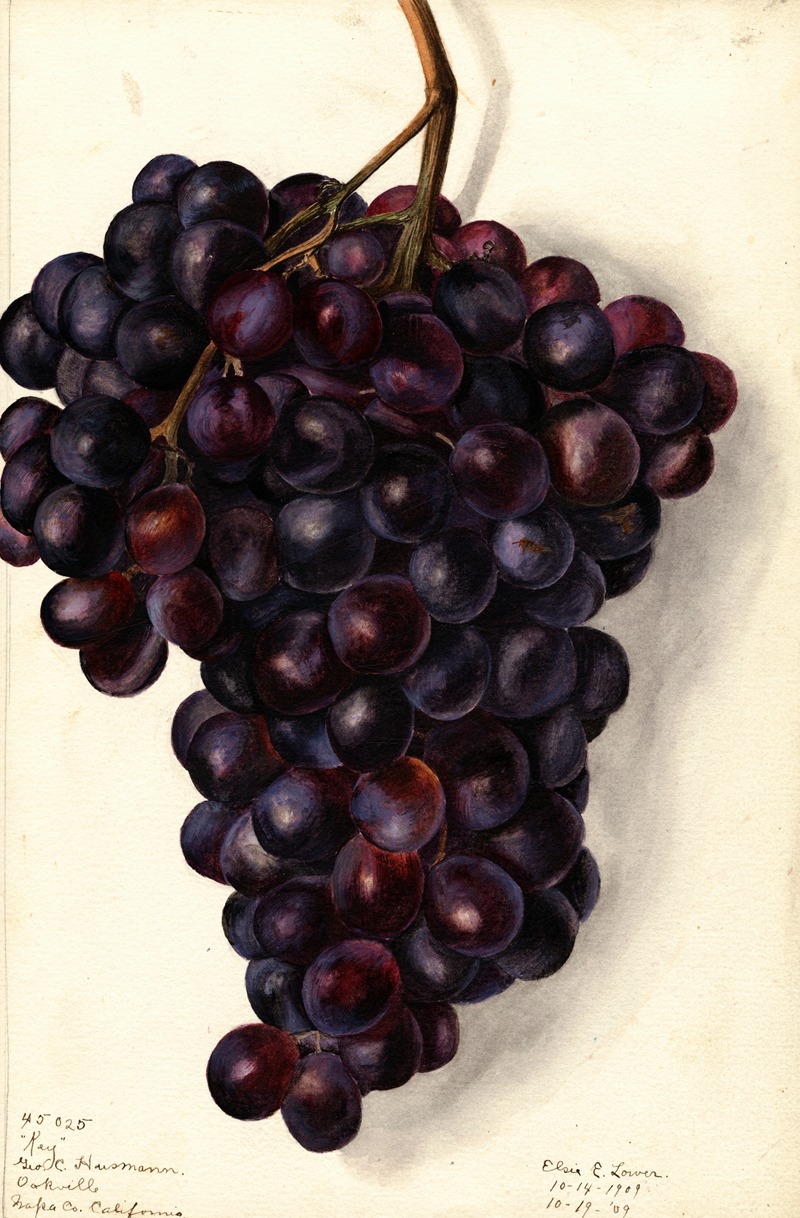 Vitis: Key by Elsie E. Lower, 1909 — digital art print download