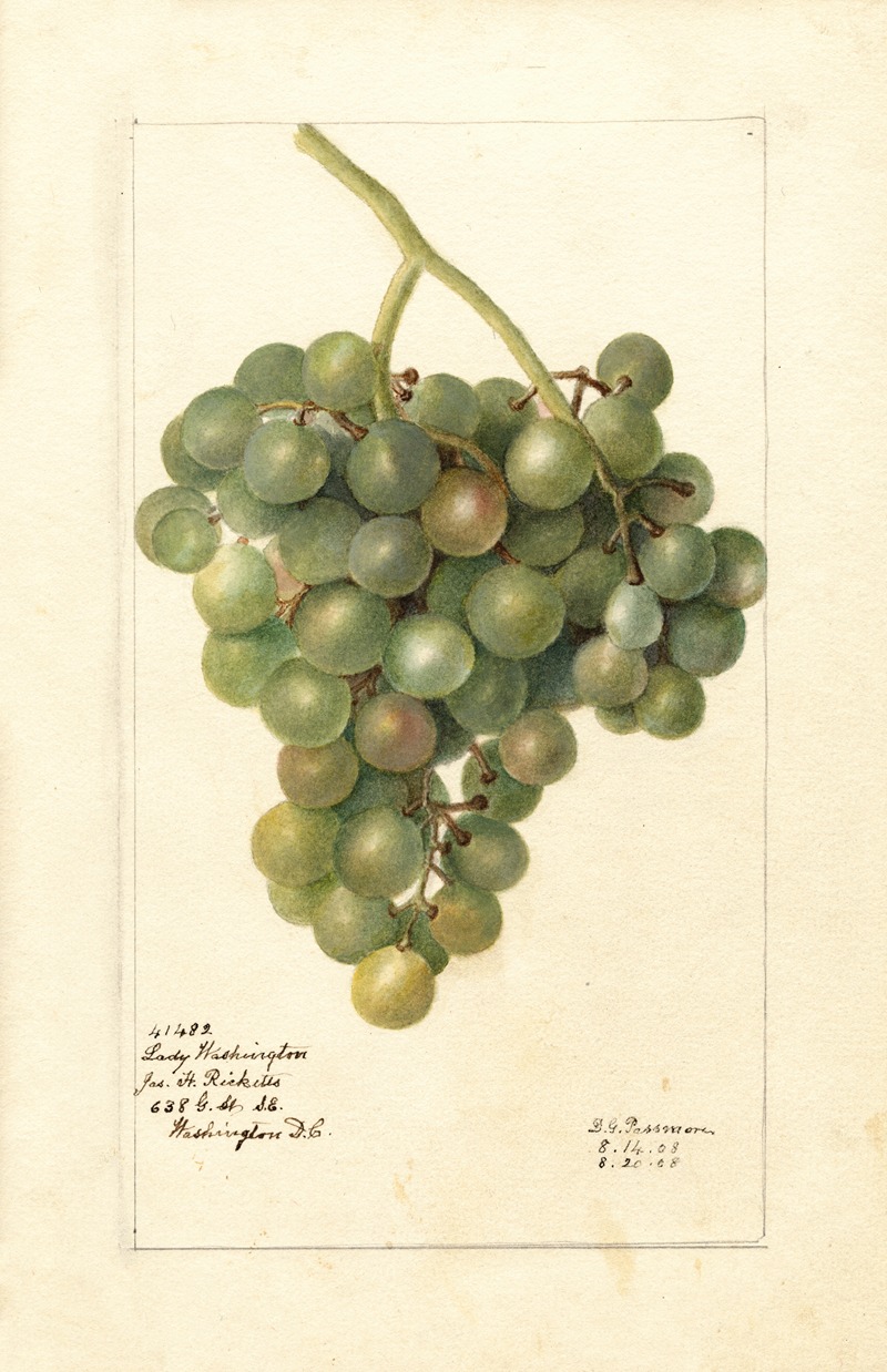 Vitis: Lady Washington by Дебора Гриском Пассмор, 1908 — digital art print download