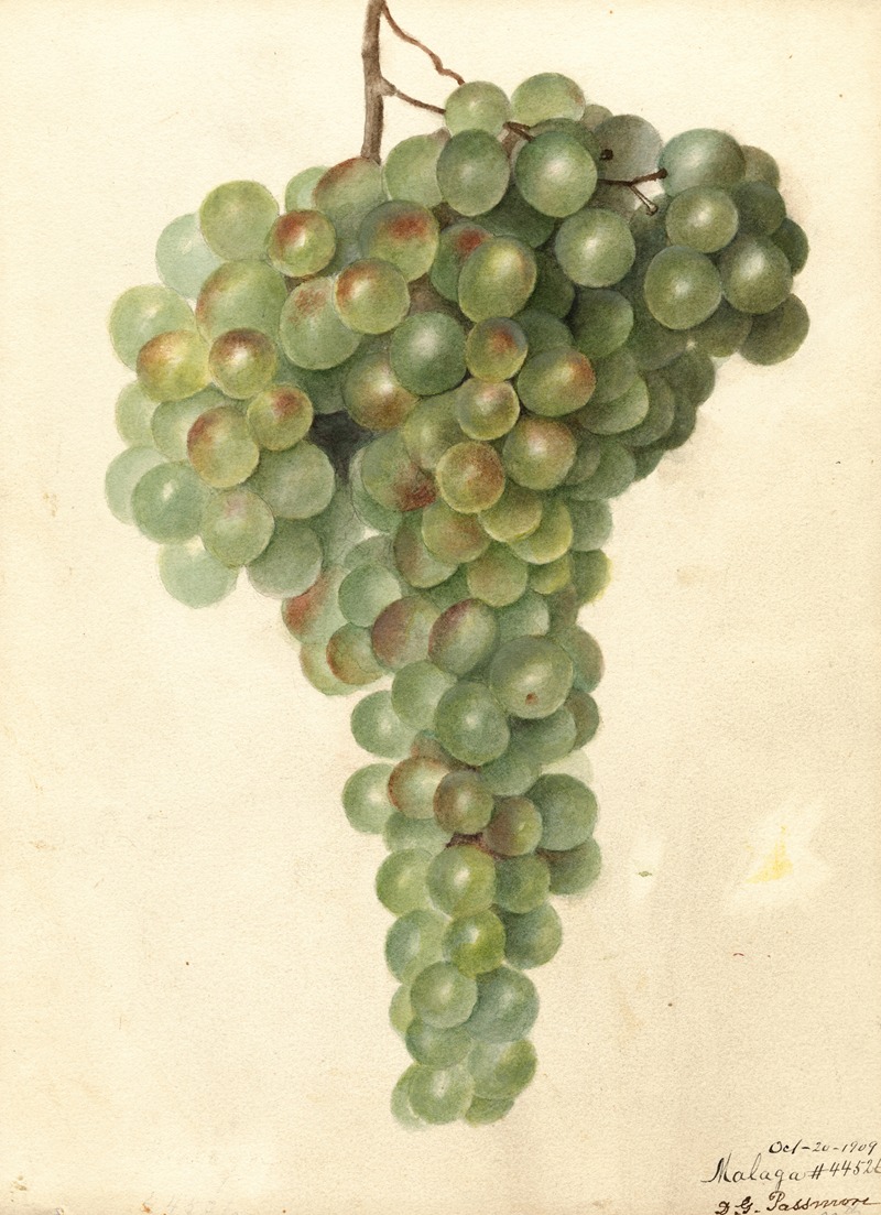 Vitis: Malaga by Deborah Griscom Passmore, 1909 — digital art print download
