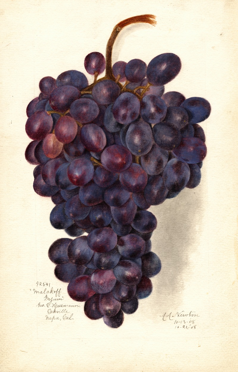 Vitis: Malakoff Isjum by Amanda Almira Newton, 1908 — digital art print download