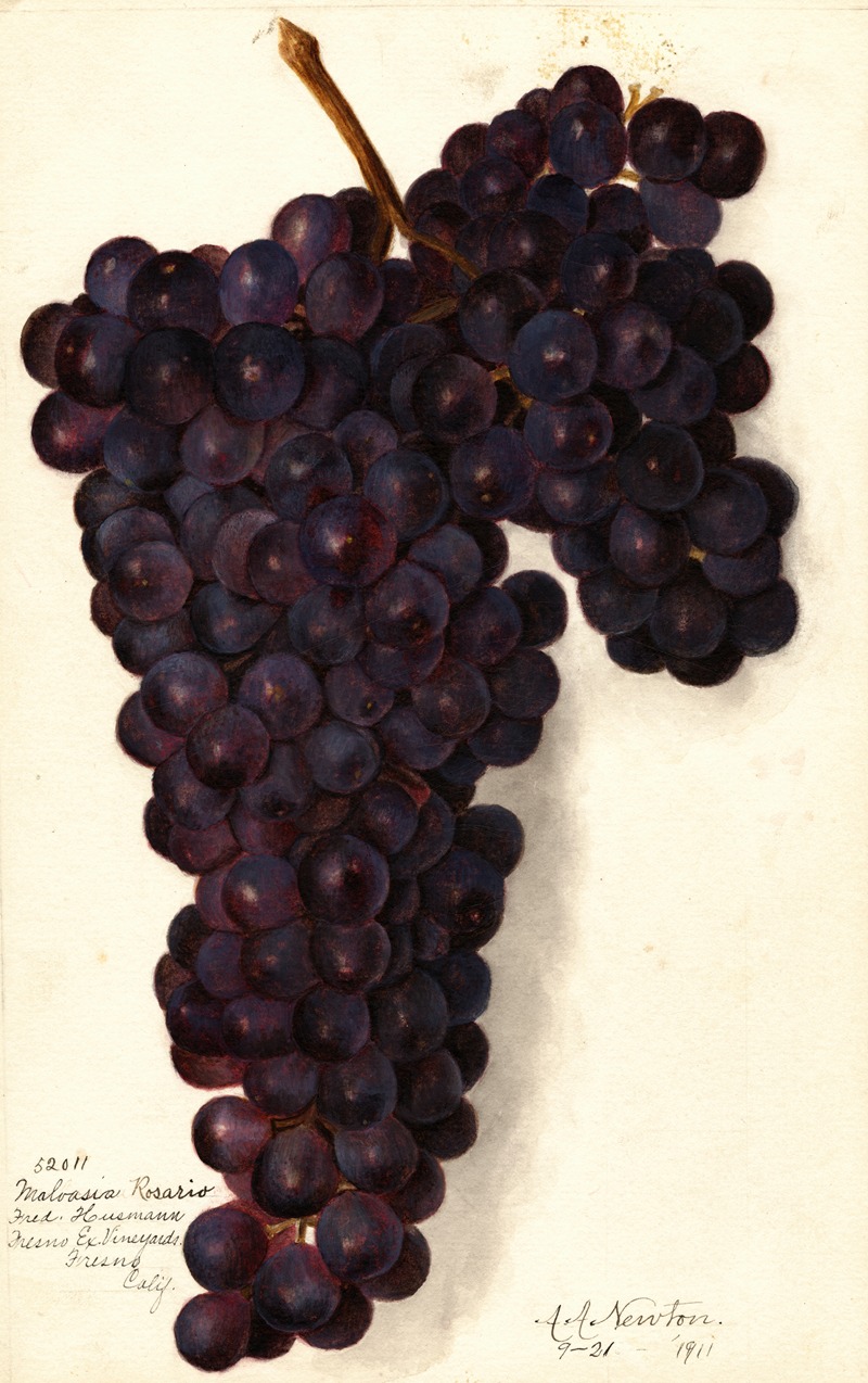 Vitis: Malvasia Rosario by Amanda Almira Newton, 1911 — digital art print download