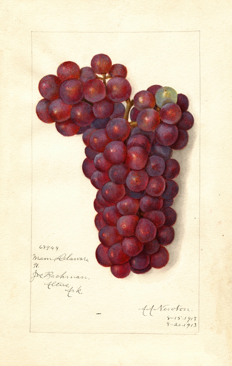 Vitis: Mammoth Delaware by Amanda Almira Newton, 1913 — digital art print download